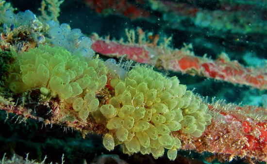  Pycnoclavella flava (Yellow Sea Squirt)